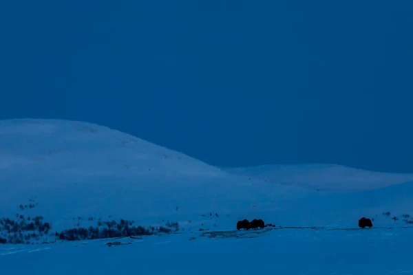 Musk Dovrefjell Nemzeti Parkban Dél Norvégia — Stock Fotó