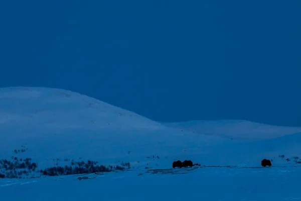 Buey Almizclero Parque Nacional Dovrefjell Sur Noruega — Foto de Stock