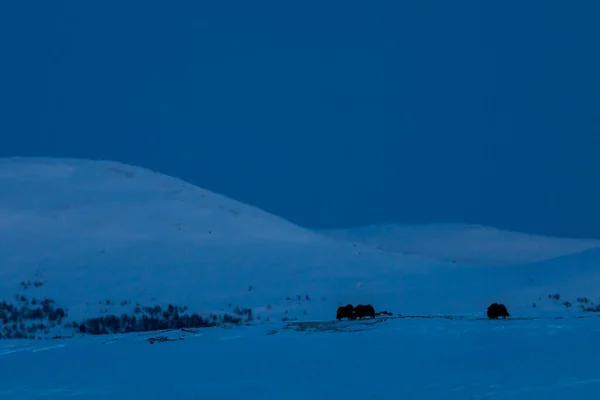 Musk Dovrefjell National Park South Norway — Stockfoto