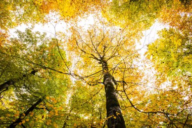 Sonbahar Ordesa ve Monte Perdido Ulusal Parkı, İspanya