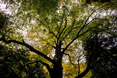 Sonbahar Ordesa ve Monte Perdido Ulusal Parkı, İspanya