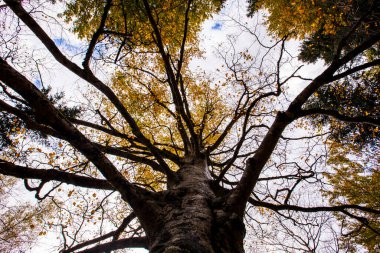 Sonbahar Ordesa ve Monte Perdido Ulusal Parkı, İspanya