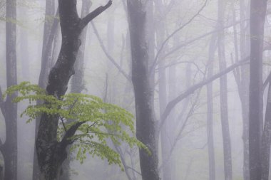 La Grevolosa ormanında bahar yağmuru, Osona, Barselona, İspanya.