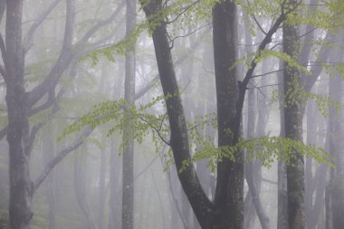 La Grevolosa ormanında bahar yağmuru, Osona, Barselona, İspanya.