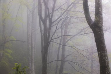 La Grevolosa ormanında bahar yağmuru, Osona, Barselona, İspanya.