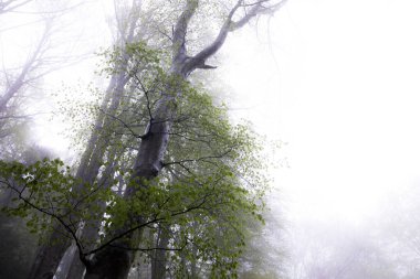 La Grevolosa ormanında bahar yağmuru, Osona, Barselona, İspanya.