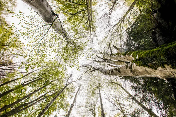 Lluvias Primavera Bosque Grevolosa Osona Barcelona España — Foto de Stock