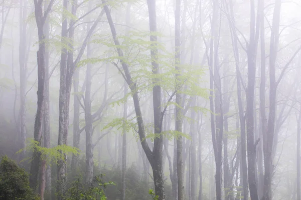 Pluie Printanière Dans Forêt Grevolosa Osona Barcelone Espagne — Photo