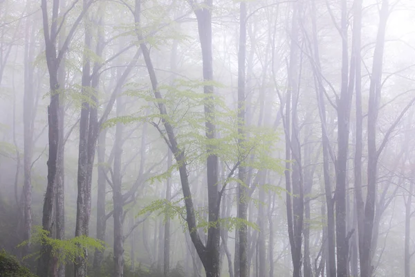 Pluie Printanière Dans Forêt Grevolosa Osona Barcelone Espagne — Photo