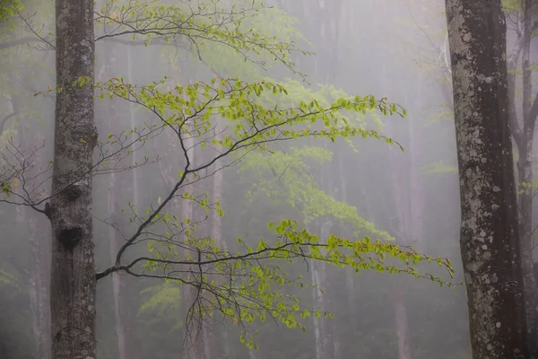 Ανοιξιάτικη Βροχή Στο Δάσος Grevolosa Osona Βαρκελώνη Ισπανία — Φωτογραφία Αρχείου