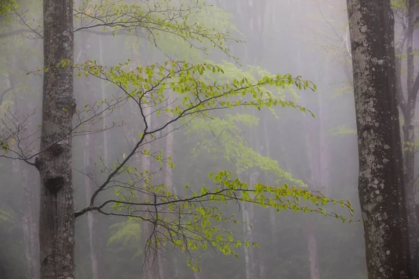 Voorjaarsregen Het Bos Grevolosa Osona Barcelona Spanje — Stockfoto