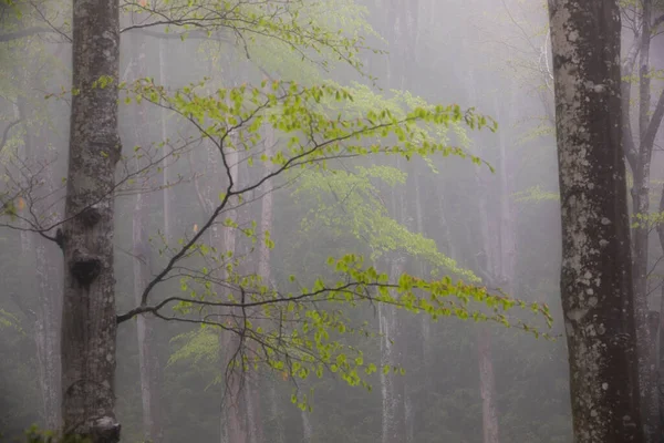 Pluie Printanière Dans Forêt Grevolosa Osona Barcelone Espagne — Photo