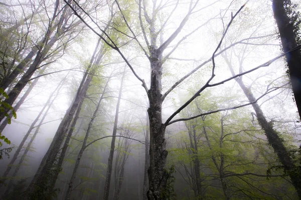 Pluie Printanière Dans Forêt Grevolosa Osona Barcelone Espagne — Photo