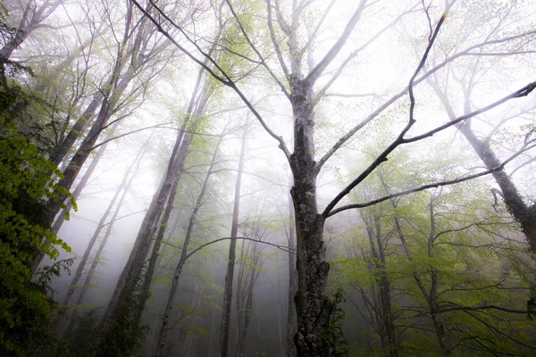 Pluie Printanière Dans Forêt Grevolosa Osona Barcelone Espagne — Photo