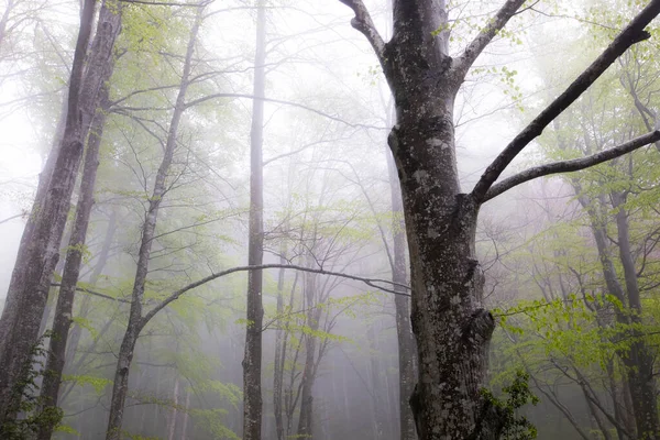 Pluie Printanière Dans Forêt Grevolosa Osona Barcelone Espagne — Photo