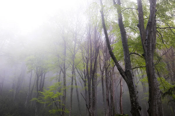 Pluie Printanière Dans Forêt Grevolosa Osona Barcelone Espagne — Photo