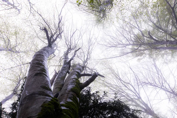 Vårregn Grevolosa Skogen Osona Barcelona Spanien — Stockfoto