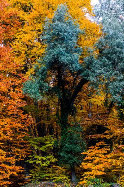 Automne Fageda Jorda Forest Garrotxa Nord Espagne — Photo