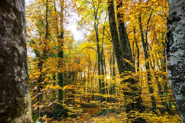 秋にLa Fageda Jorda Forest Garrotxa Northern Spain — ストック写真