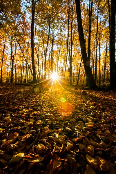 La Fageda D En Jorda Ormanı 'nda sonbahar, La Garrotxa, Kuzey İspanya.
