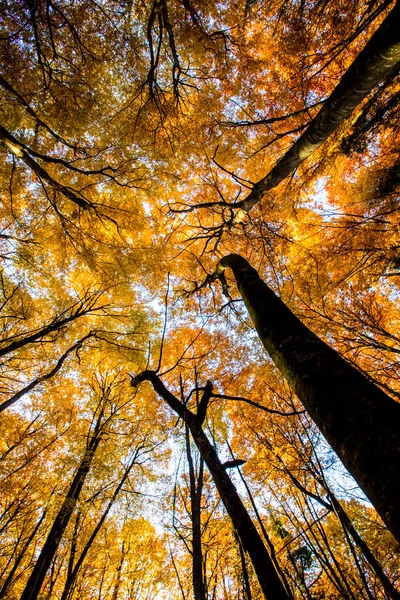 Herfst Fageda Jorda Forest Garrotxa Noord Spanje — Stockfoto