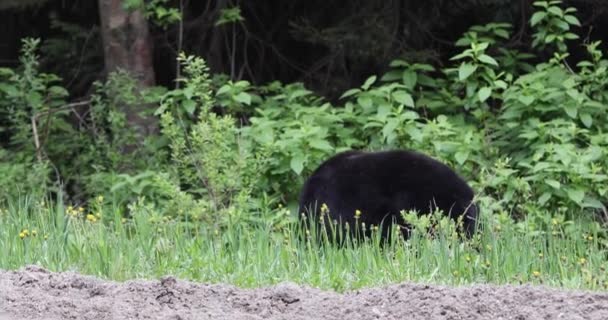 Black Bear Ursus Americanus Glacier National Park Canada — ストック動画