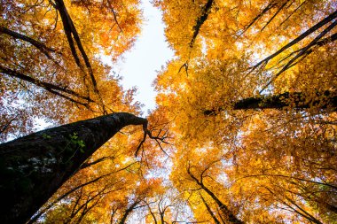 La Fageda D En Jorda Ormanı 'nda sonbahar, La Garrotxa, Kuzey İspanya.