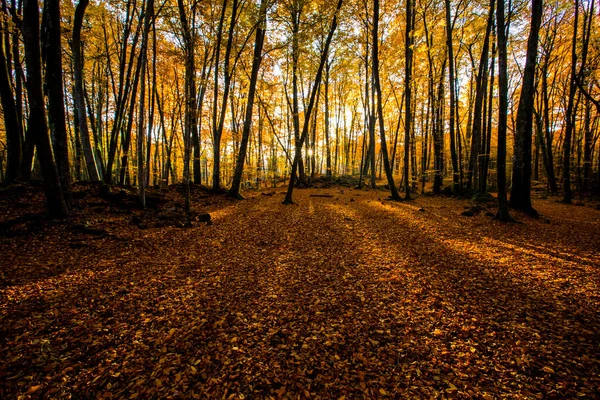 Herbst Fageda Jorda Forest Garrotxa Nordspanien — Stockfoto