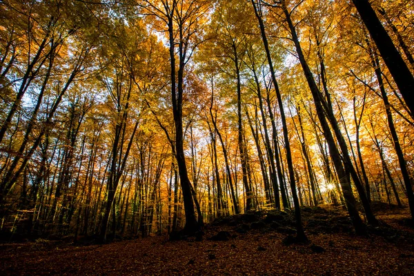 Otoño Bosque Fageda Jorda Garrotxa Norte España — Foto de Stock
