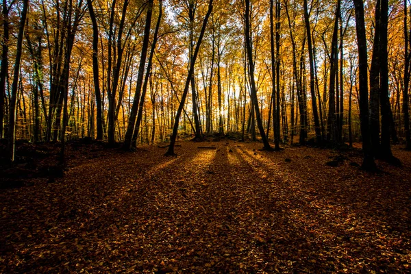 Autumn Fageda Jorda Forest Garrotxa Northern Spain — Stock Photo, Image