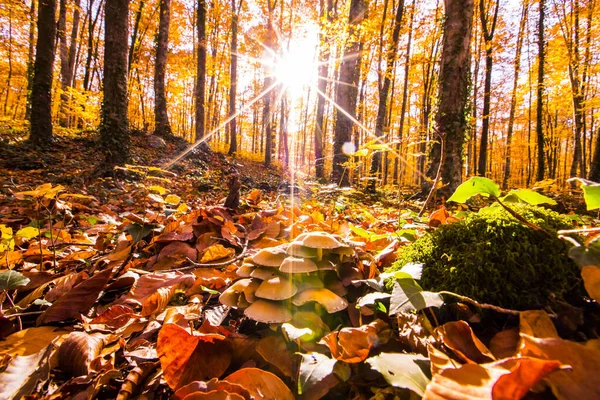 La Fageda D En Jorda Ormanı 'nda sonbahar, La Garrotxa, Kuzey İspanya.