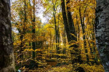 La Fageda D En Jorda Ormanı 'nda sonbahar, La Garrotxa, Kuzey İspanya.