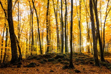 La Fageda D En Jorda Ormanı 'nda sonbahar, La Garrotxa, Kuzey İspanya.