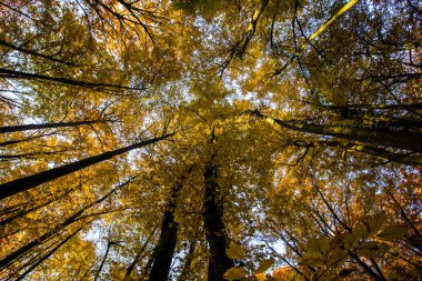 La Fageda D En Jorda Ormanı 'nda sonbahar, La Garrotxa, Kuzey İspanya.