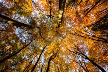 La Fageda D En Jorda Ormanı 'nda sonbahar, La Garrotxa, Kuzey İspanya.