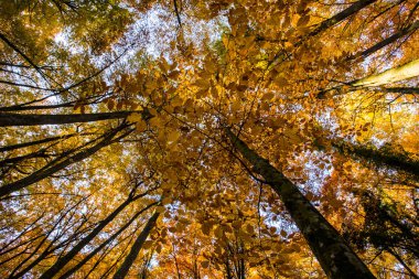 La Fageda D En Jorda Ormanı 'nda sonbahar, La Garrotxa, Kuzey İspanya.