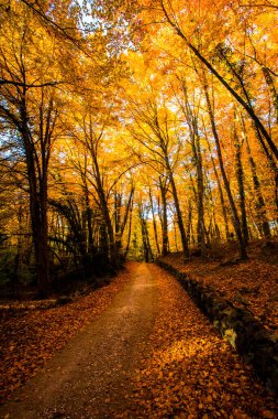 La Fageda D En Jorda Ormanı 'nda sonbahar, La Garrotxa, Kuzey İspanya.