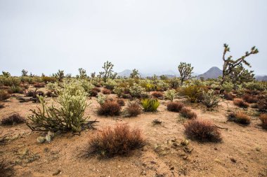 Büyük Kanyon Ulusal Parkı, Amerika Birleşik Devletleri Çölü 'nde kış manzarası