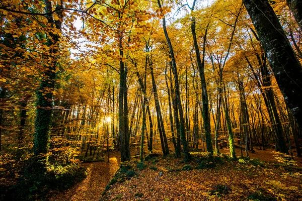 Осень Лесу Fageda Jorda Garrotxa Севере Испании — стоковое фото