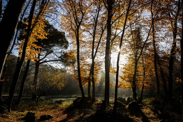 Outono Fageda Jorda Forest Garrotxa Norte Espanha — Fotografia de Stock