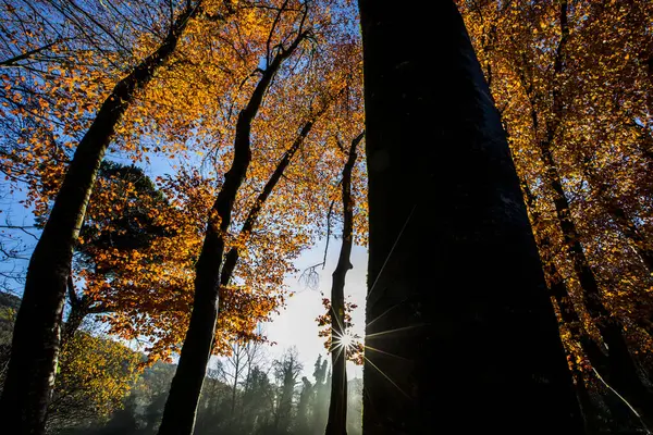 Outono Fageda Jorda Forest Garrotxa Norte Espanha — Fotografia de Stock