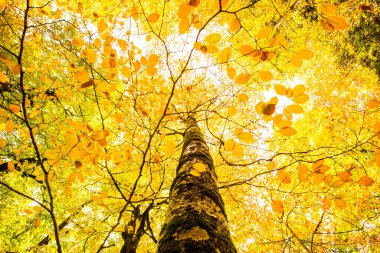 Sonbahar Ordesa ve Monte Perdido Ulusal Parkı, İspanya