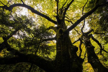 Sonbahar Ordesa ve Monte Perdido Ulusal Parkı, İspanya
