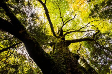 Sonbahar Ordesa ve Monte Perdido Ulusal Parkı, İspanya