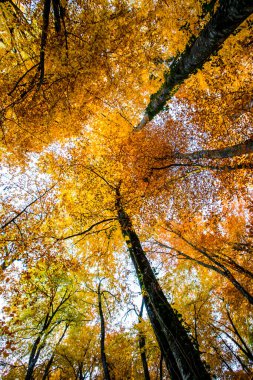 La Fageda D En Jorda Ormanı 'nda sonbahar, La Garrotxa, Kuzey İspanya.