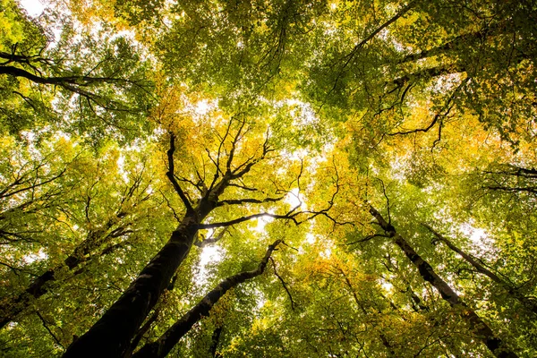 Otoño Parque Nacional Ordesa Monte Perdido España — Foto de Stock