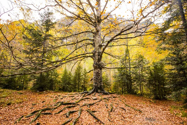 スペインのオルデサとモンテ ペルディド国立公園の秋 — ストック写真