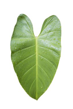 Beyaz arka planda izole edilmiş su damlası olan Bon yaprakları. Kırpma Yolu ile.