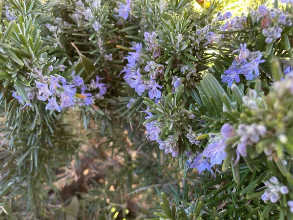 Rosemary Plant Bloom Outdoor Shot Spring — Stock Photo, Image