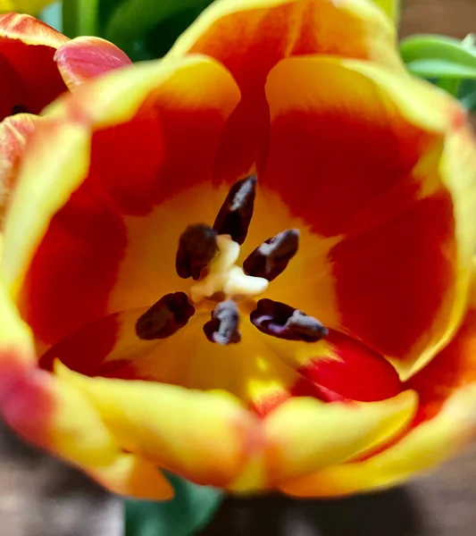 Yellow Tulip Flower Seen Close Background Red Yellow Tulips High — Stock Photo, Image
